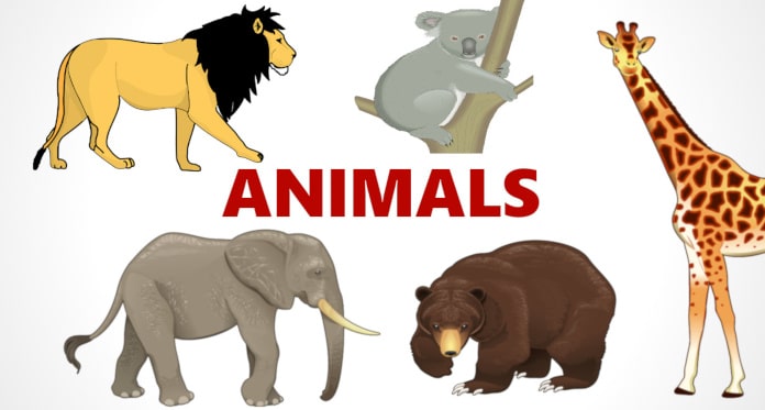 Names of Animals in English: Flashcards Tests Pronunciations