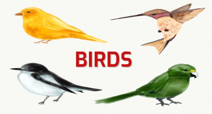 birds vocabulary in English
