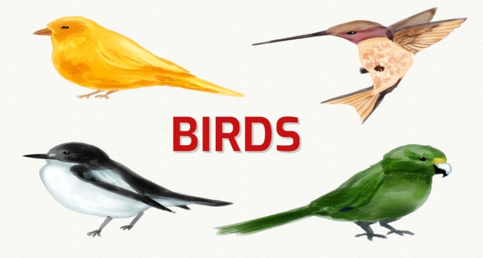 Names of Birds with Images Pronunciation