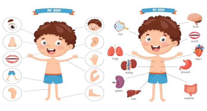 body parts vocabulary in English