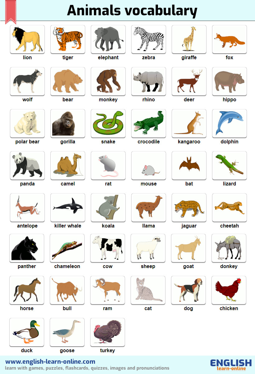 Names of Animals in English: Flashcards Tests Pronunciations
