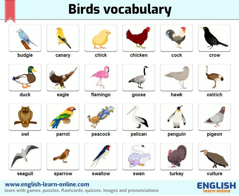 birds vocabulary image
