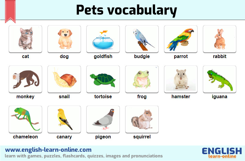 Pets vocabulary. Животные на английском для детей. Англ яз домашние животные. Домашние питомцы список. Животные английский для детей карточки.
