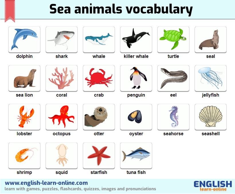 Sea Animals in English: Pictures Tests Examples