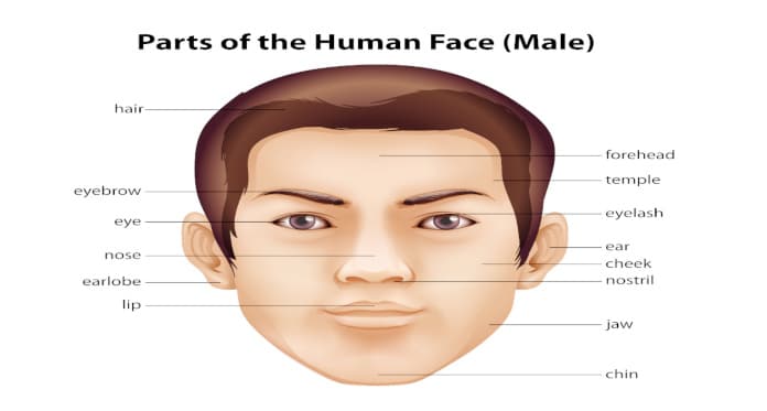face parts vocabulary in English