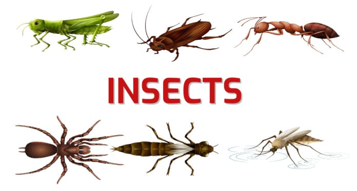 insects vocabulary in English