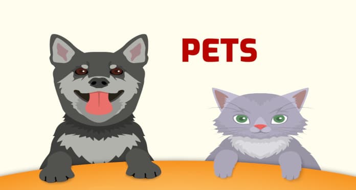 pets vocabulary in English