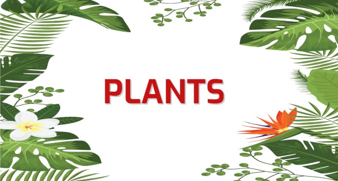 Common Words about Plants in English