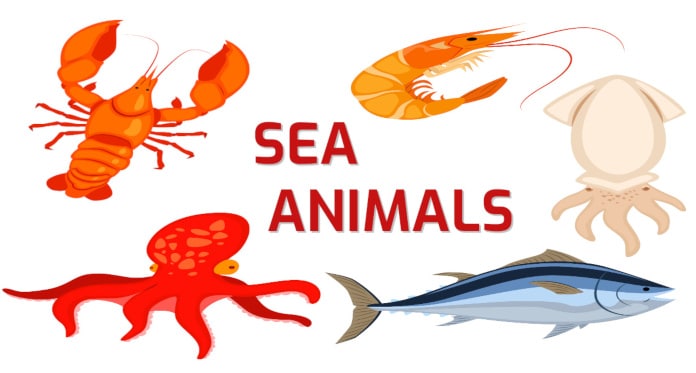 Sea Animals in English: Pictures Tests Examples